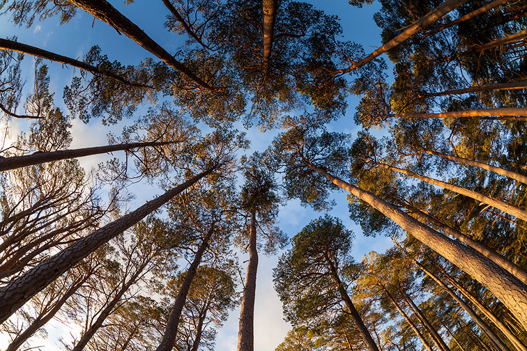 Wide angle view of canopy of Scot's pines (Pinus sylvestris) in Abernethy Forest, Cairngorms National Park, Scotland